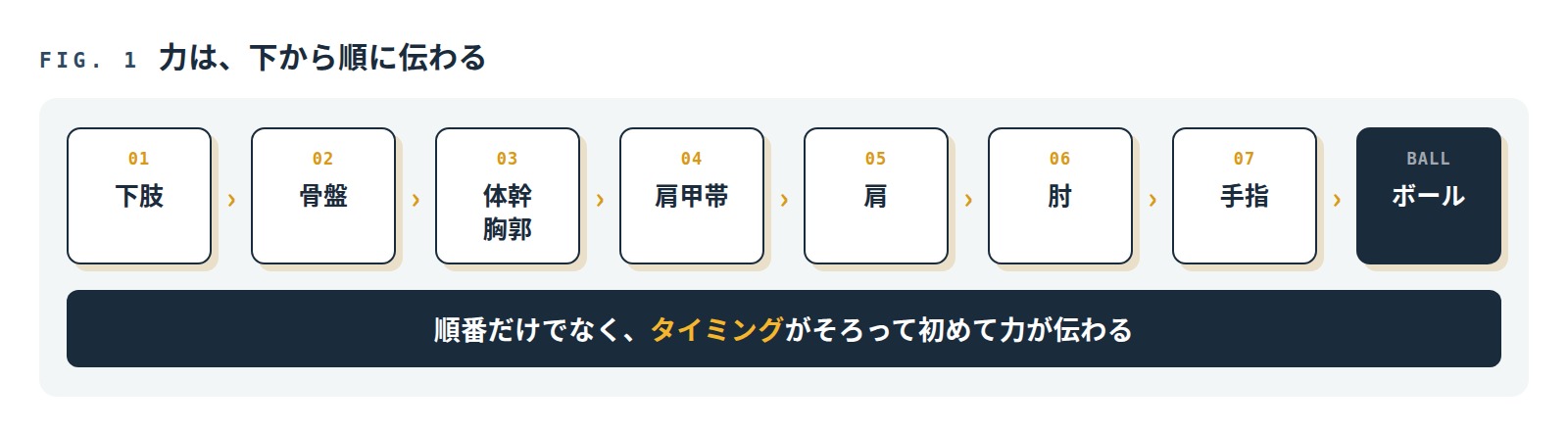下肢、骨盤、体幹・胸郭、肩甲帯、肩、肘、手指、ボールの順に力が伝わることを示した図。順番だけでなく、タイミングがそろって初めて力が伝わる